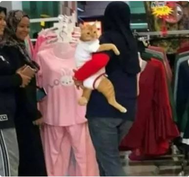 4 Tingkah Absurd Emak-Emak Kalau Udah Sayang Sama Kucing